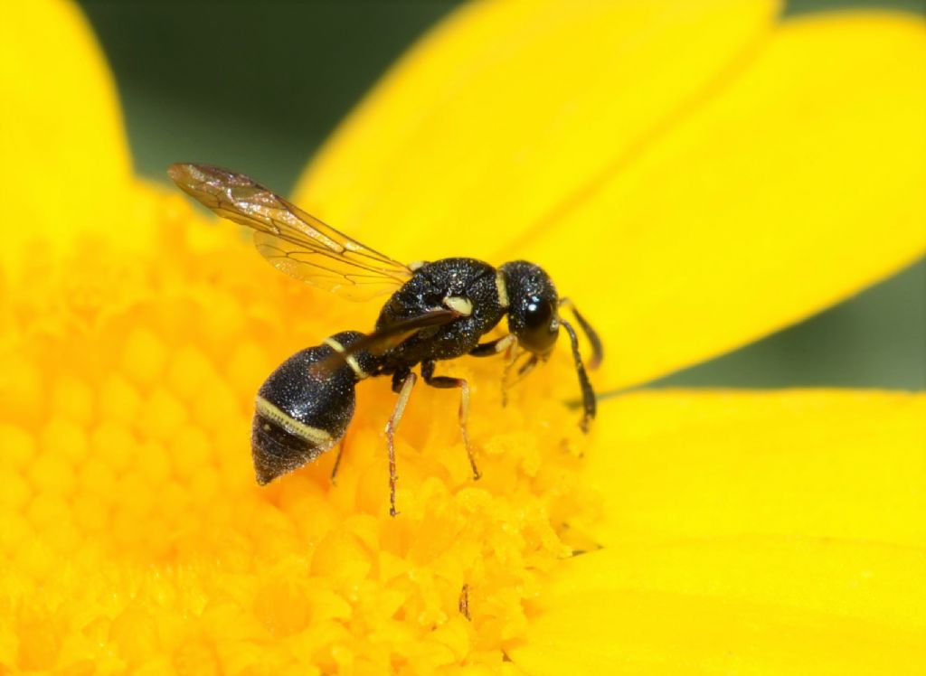 Vespidae Eumeninae: Leptochilus regulus, maschio